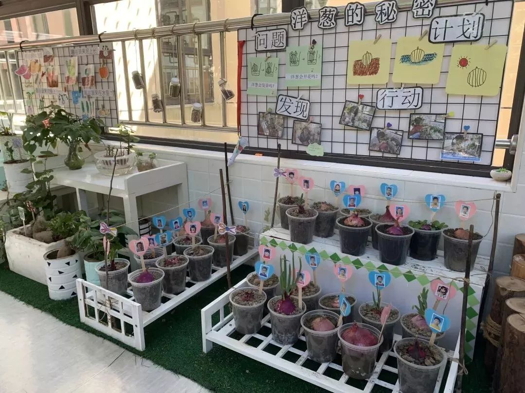 学校热点1|金阳幼儿园：走廊里的“绿”Party