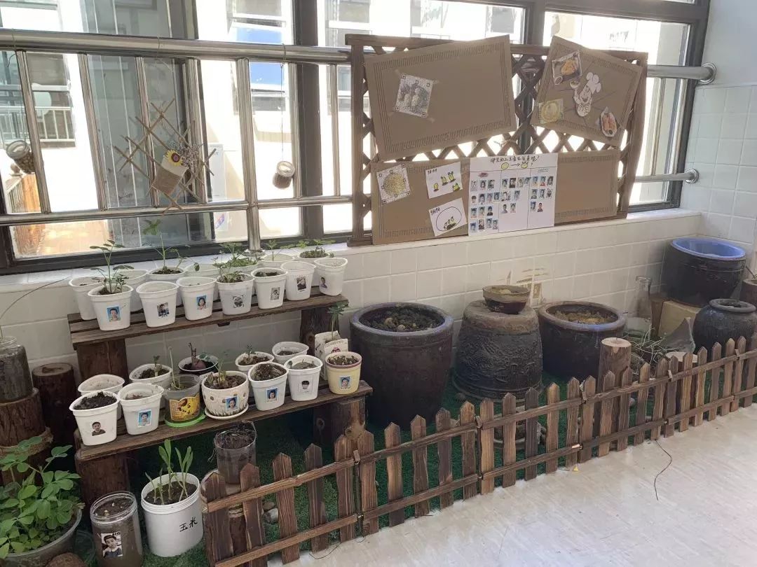 学校热点1|金阳幼儿园：走廊里的“绿”Party