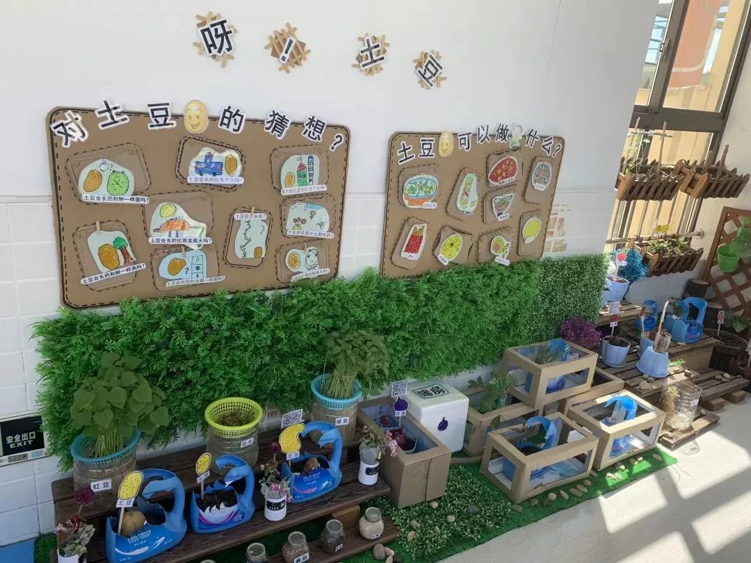 学校热点1|金阳幼儿园：走廊里的“绿”Party