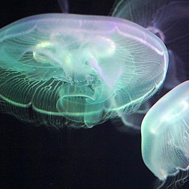 水母蜇伤急救措施,海上游玩被水母蛰伤了