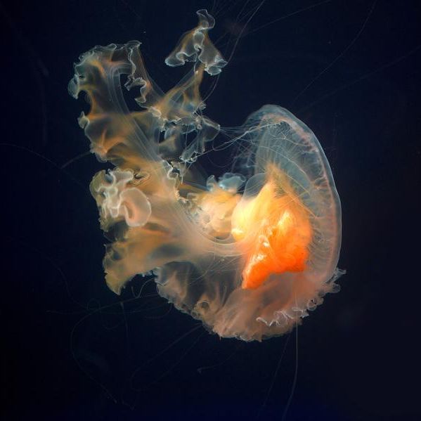 水母蜇伤急救措施,海上游玩被水母蛰伤了