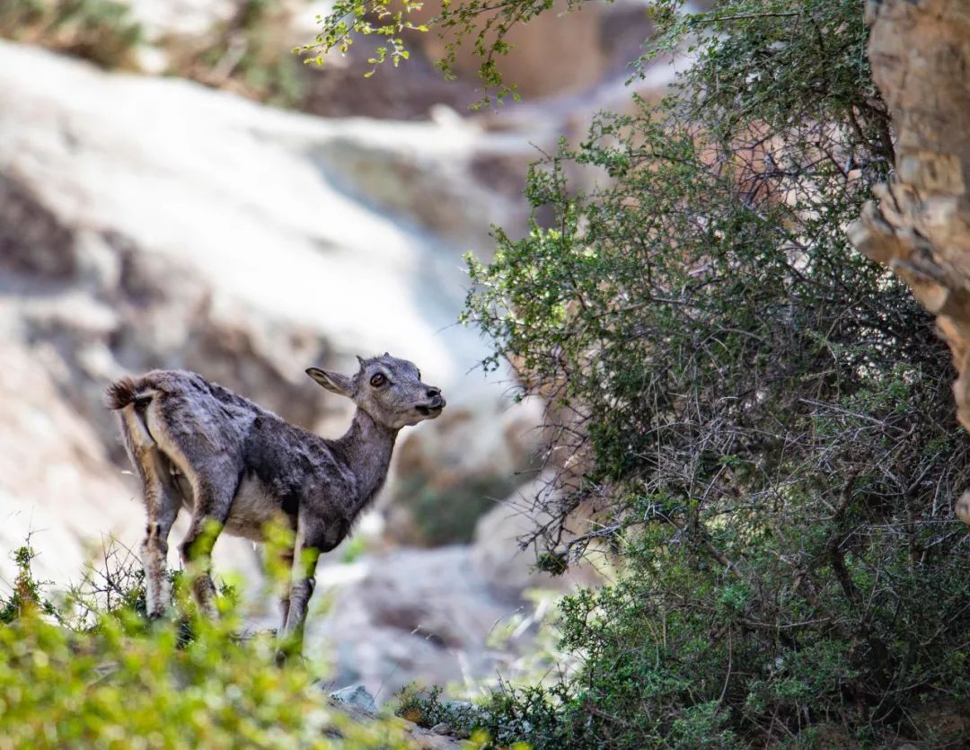 宁夏有多少神奇的故事,宁夏古老的传说