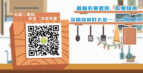 樱桃的保存方法保鲜还是冷冻,樱桃保存最佳方法快递