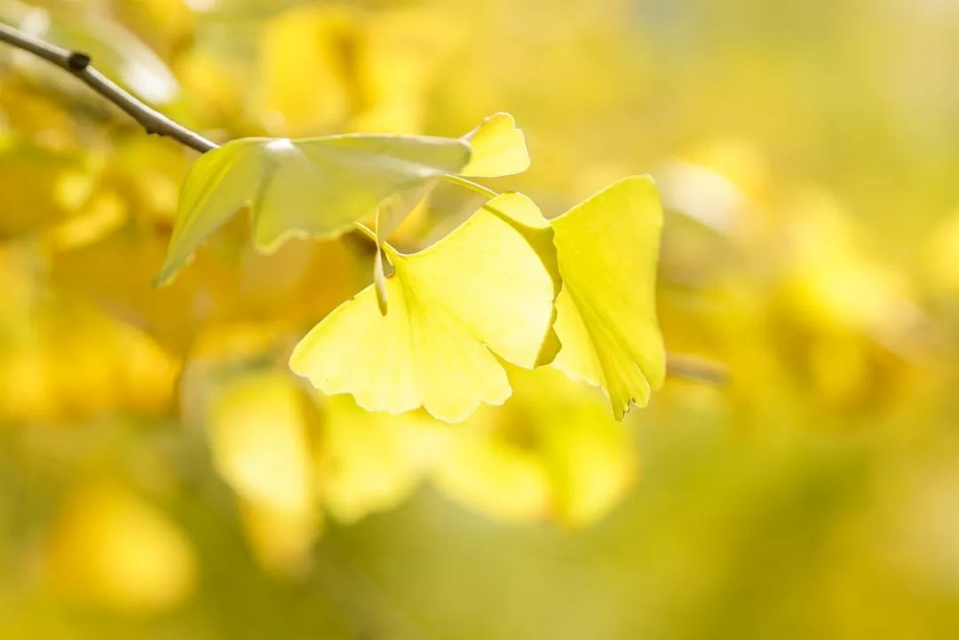 凭是什么读音,凭什么是谁的歌