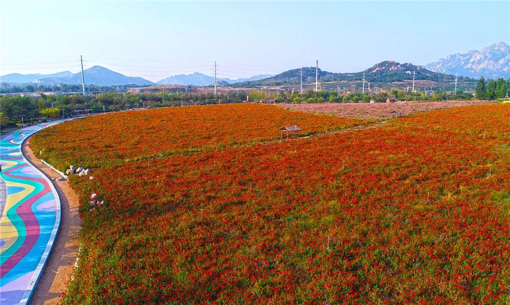 西海岸菊花展时间,西海岸菊展