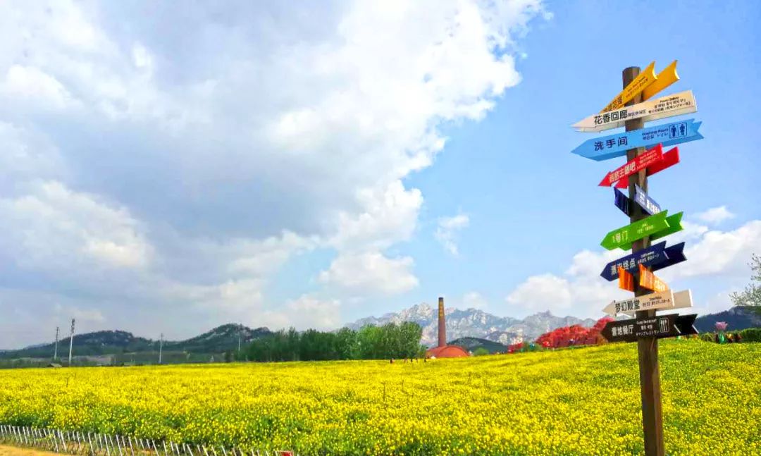 西海岸菊花展时间,西海岸菊展