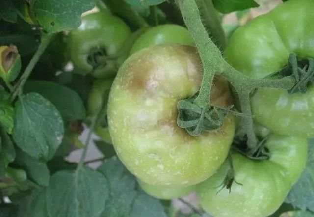 真菌防治原则,真菌治不好怎么办