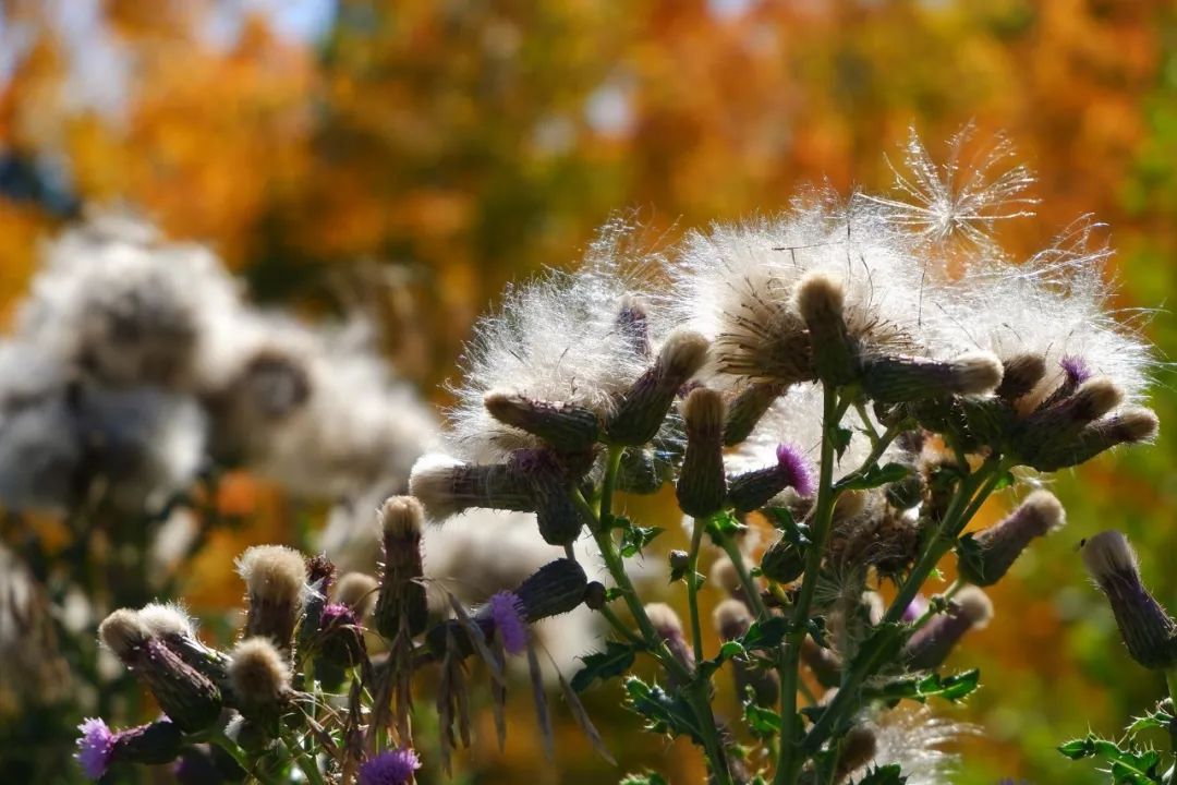 富士x-a7功能介绍,富士x-a7可以配的镜头