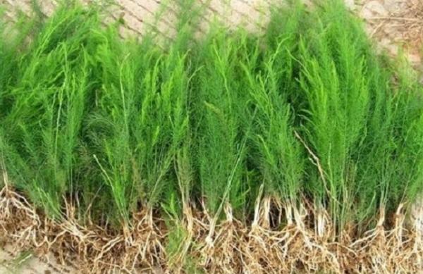 大众蔬菜,最暴利的4种蔬菜