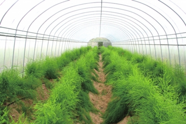 大众蔬菜,最暴利的4种蔬菜