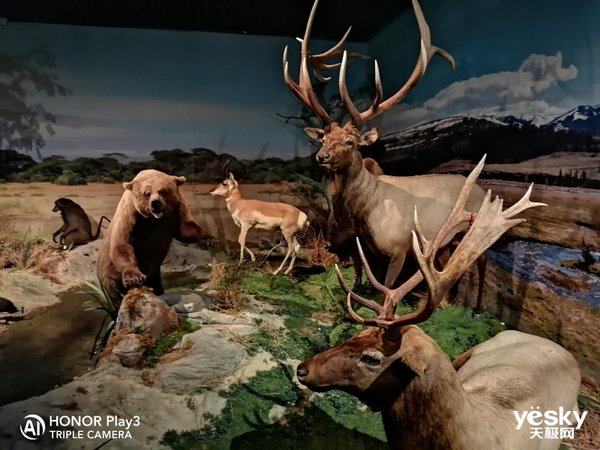 荣耀8x和play3哪个拍照好,荣耀play3和畅享10拍照