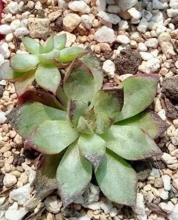 多肉煤烟病可以用酒精擦吗,多肉得过烟煤病土还可以用吗