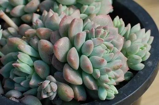 多肉煤烟病可以用酒精擦吗,多肉得过烟煤病土还可以用吗