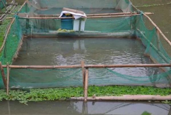 网箱养鱼正确方法,网箱养鱼需要什么手续