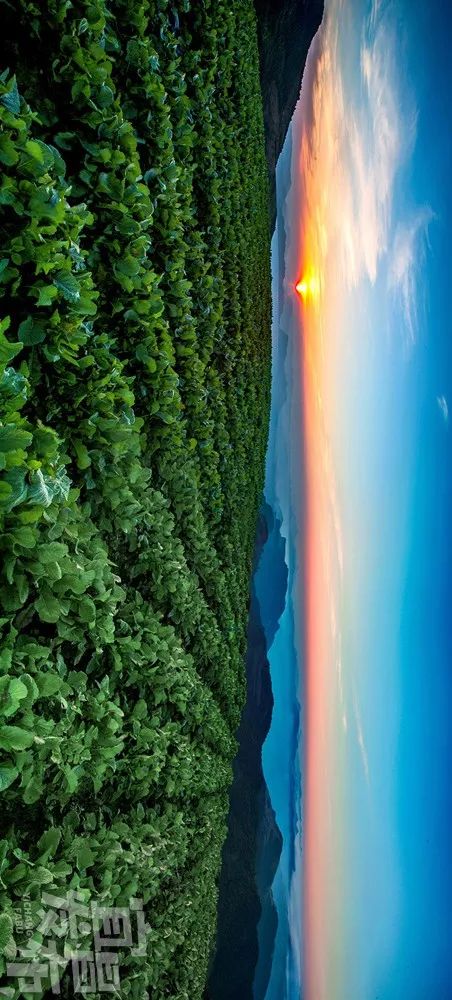 盛夏!好多宜昌人都在拍她