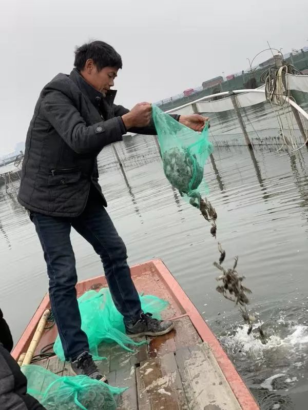 阳澄湖大闸蟹死了怎么保存,阳澄湖大闸蟹调查员带你了解真相