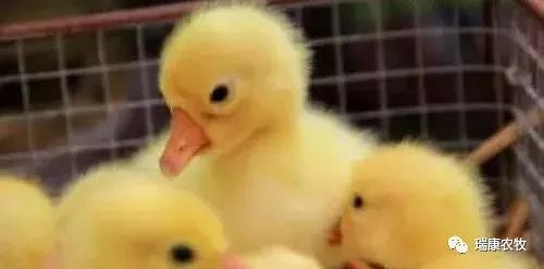 鹅呼吸道+腿软混感怎么治疗?(特效组合最有效)