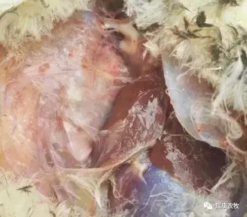 鹅呼吸道+腿软混感怎么治疗?(特效组合最有效)