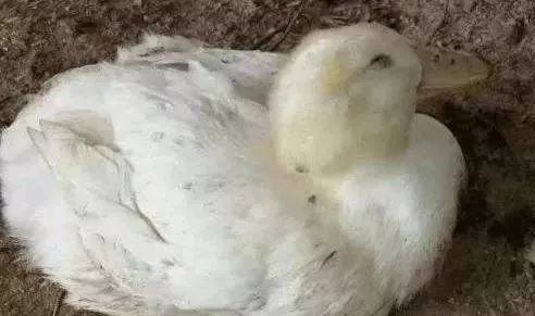 鹅呼吸道+腿软混感怎么治疗?(特效组合最有效)