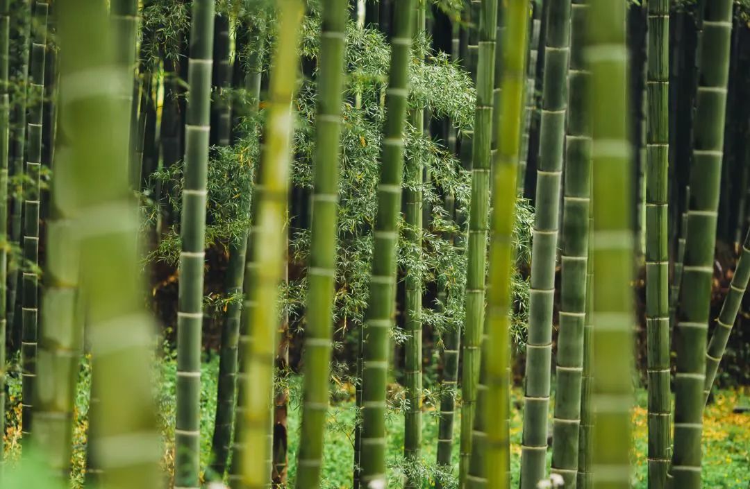 这个在欧洲火了50年的网红度假村要来常州门口啦