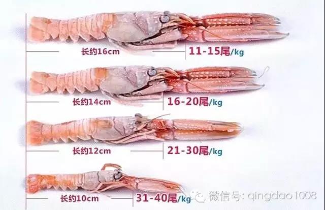 东海海鳌虾与新西兰鳌虾口感区别,莫桑比克鳌虾和挪威鳌虾