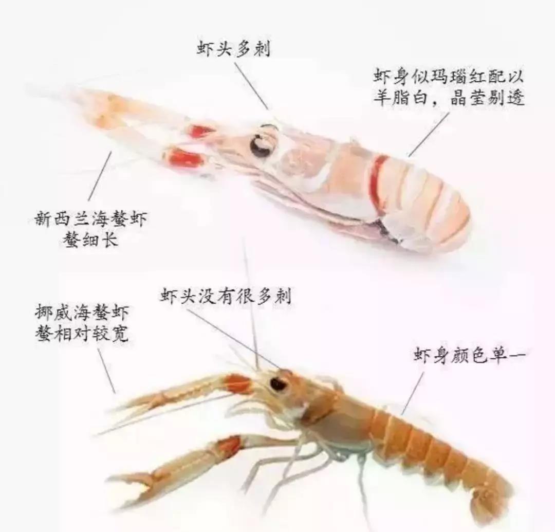东海海鳌虾与新西兰鳌虾口感区别,莫桑比克鳌虾和挪威鳌虾