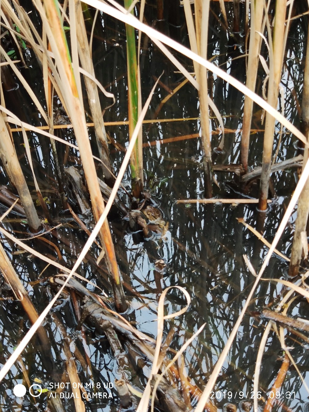 提高路亚中鱼率,打黑用什么假饵中鱼率高