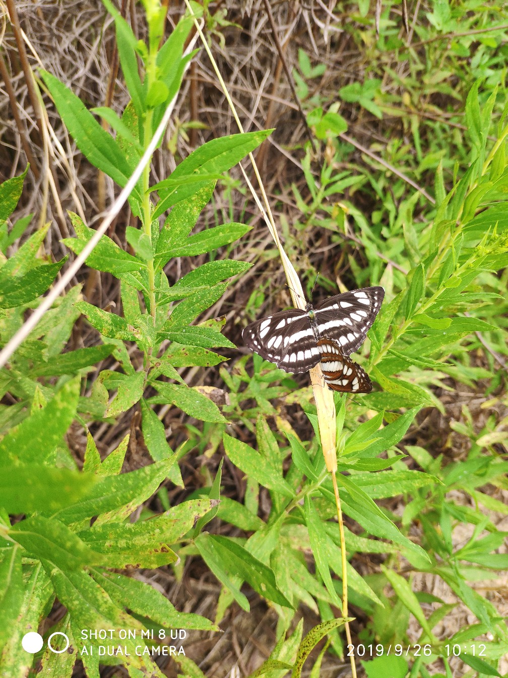 提高路亚中鱼率,打黑用什么假饵中鱼率高