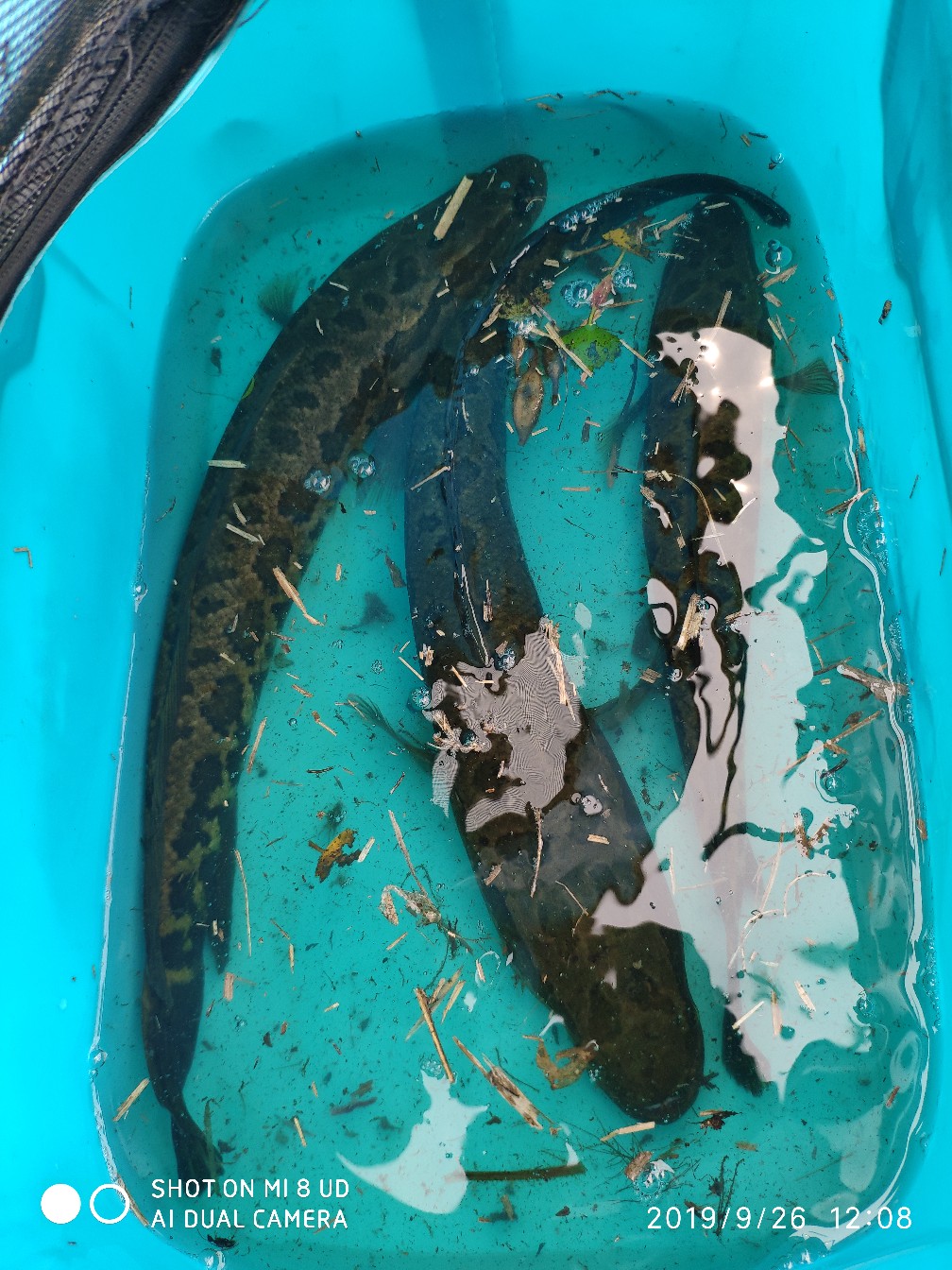 提高路亚中鱼率,打黑用什么假饵中鱼率高