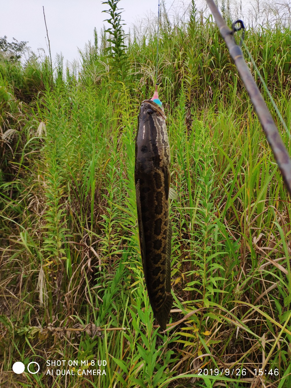 提高路亚中鱼率,打黑用什么假饵中鱼率高