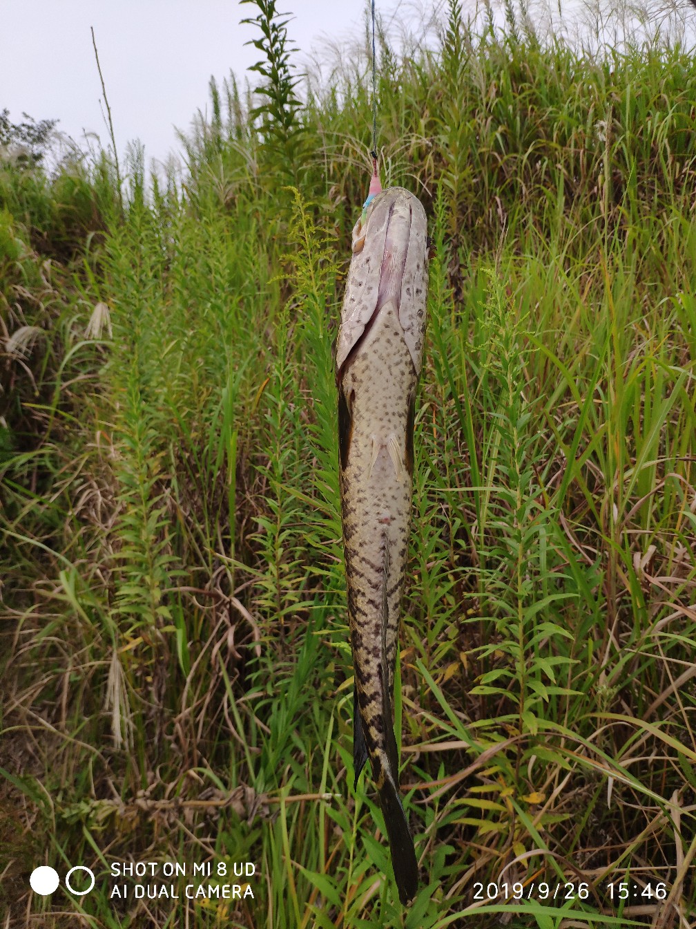 提高路亚中鱼率,打黑用什么假饵中鱼率高