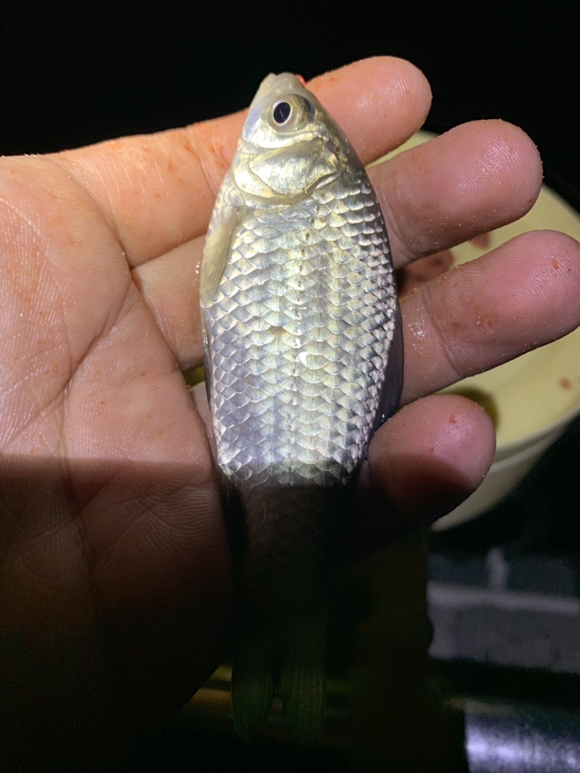 新竿开光有什么讲究,新竿开光爆护