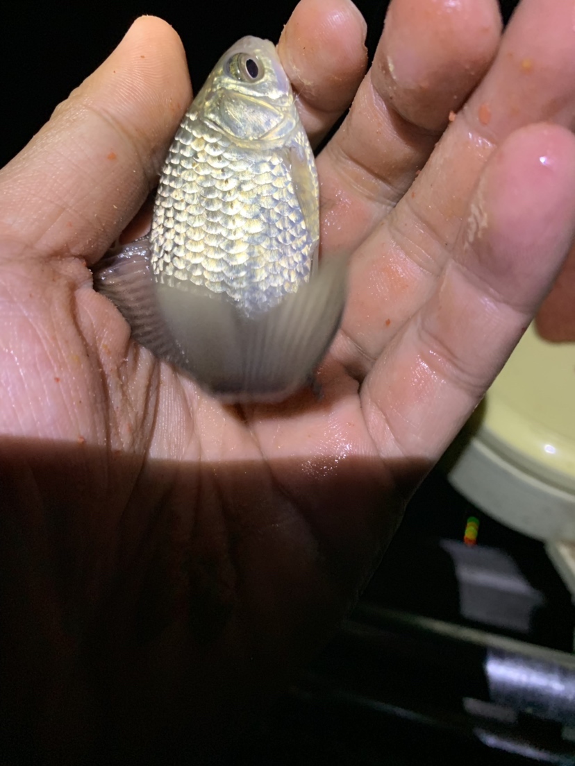 新竿开光有什么讲究,新竿开光爆护