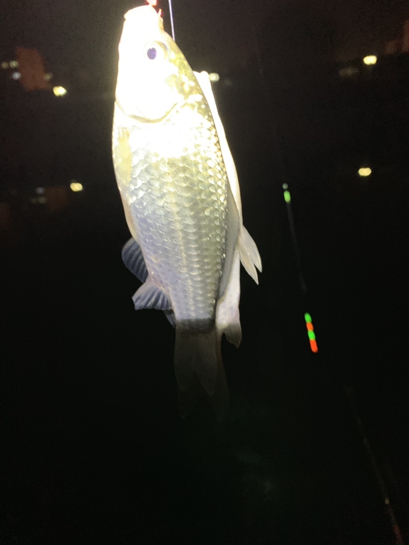 新竿开光有什么讲究,新竿开光爆护