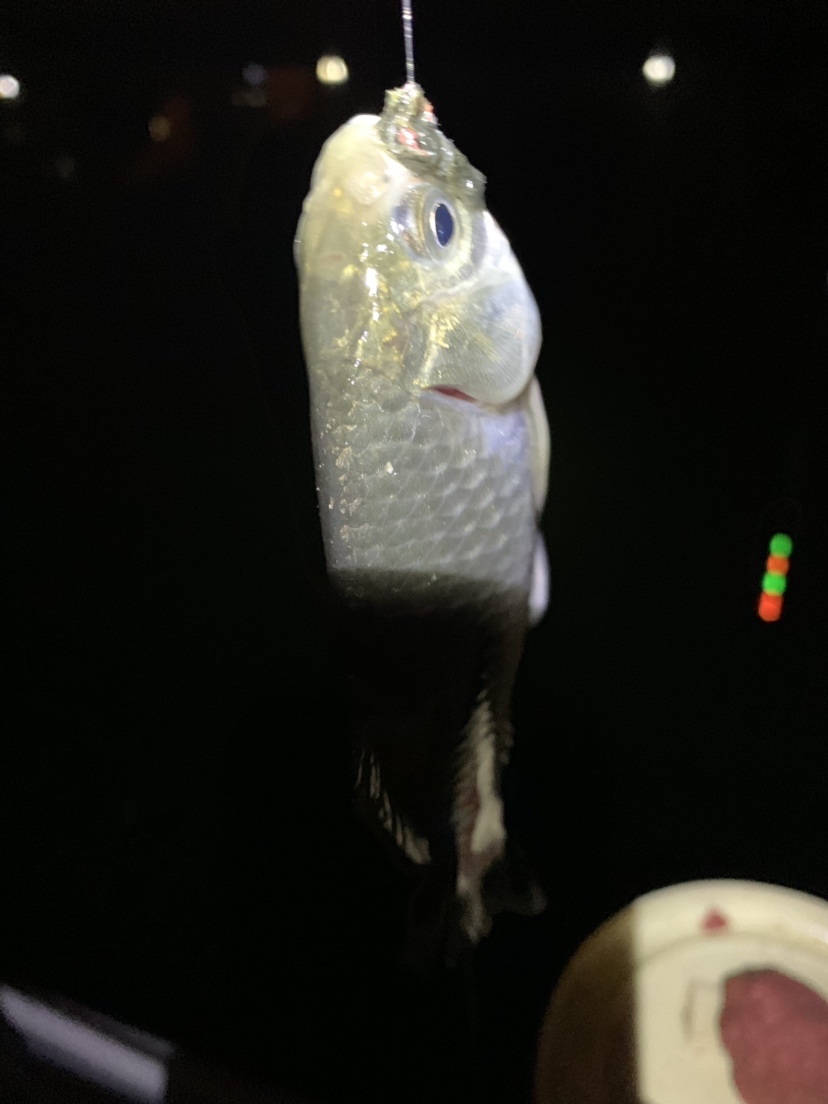 新竿开光有什么讲究,新竿开光爆护