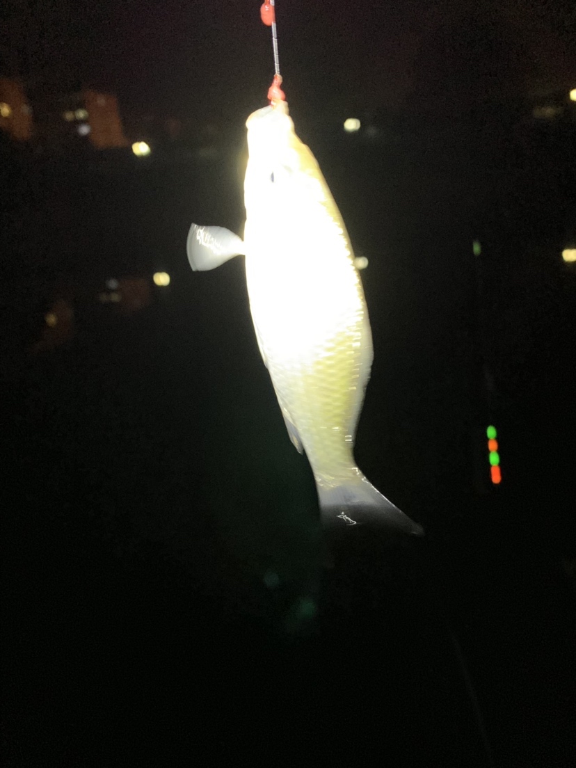 新竿开光有什么讲究,新竿开光爆护