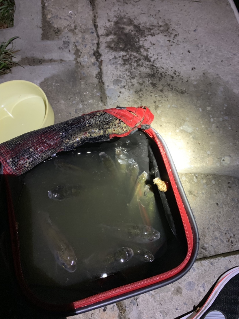 新竿开光有什么讲究,新竿开光爆护