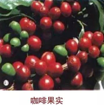 万字雄文说透咖啡：虽然经常捧着它，但你真的了解多少呢？