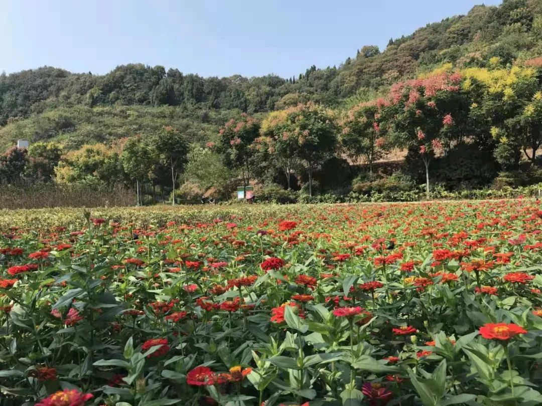 花漾宜昌如此美丽!44万盆鲜花全城绽放