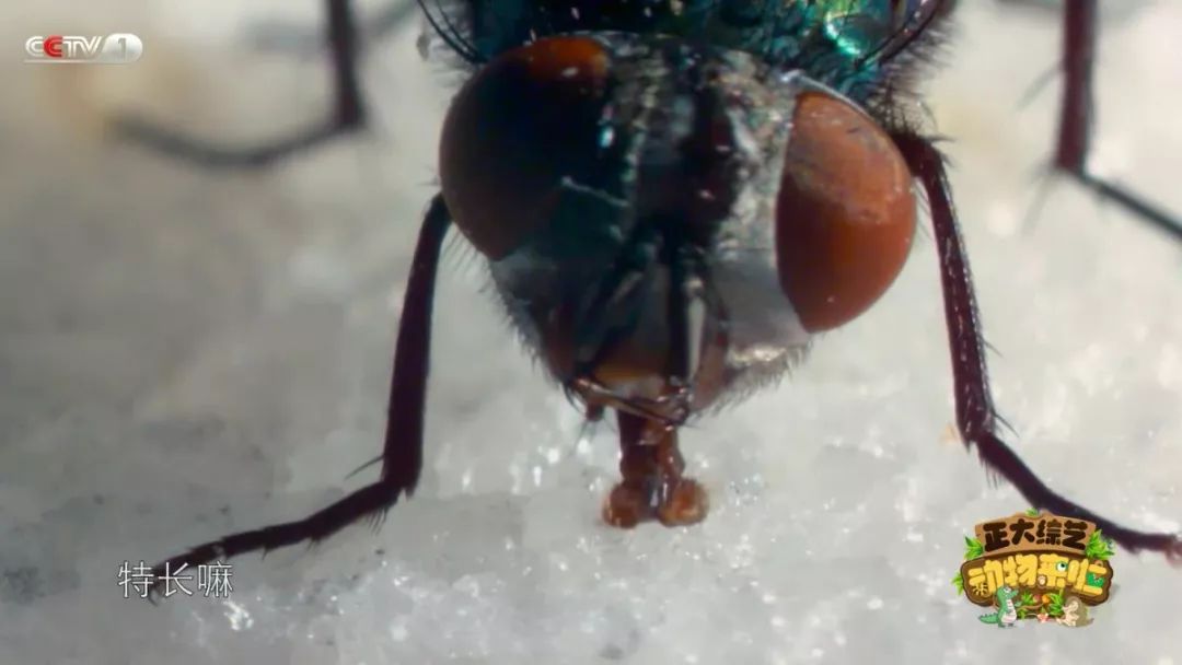 苍蝇为什么喜欢爬行,苍蝇为什么要搓手还把头拧下来玩