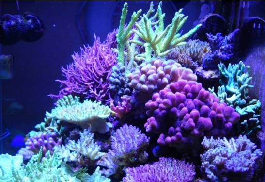 玩海缸需要哪些设备,玩海缸很难吗