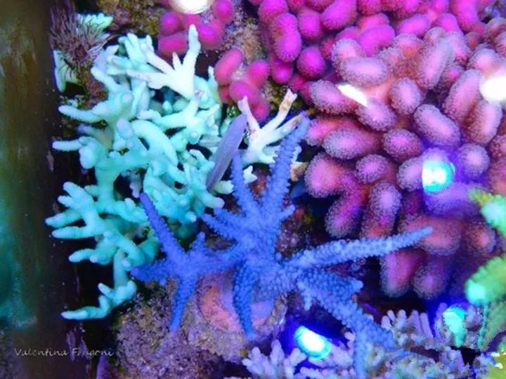 玩海缸需要哪些设备,玩海缸很难吗