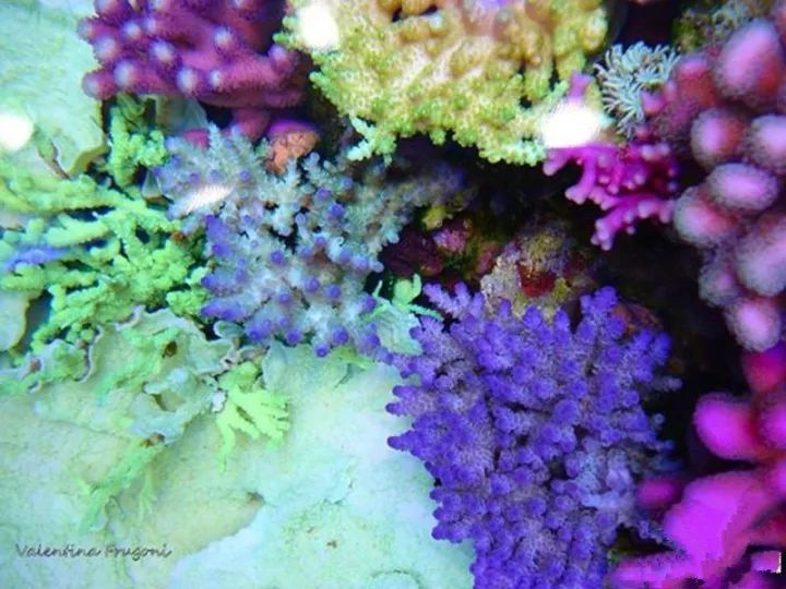 玩海缸需要哪些设备,玩海缸很难吗