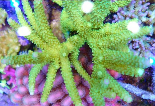 玩海缸需要哪些设备,玩海缸很难吗