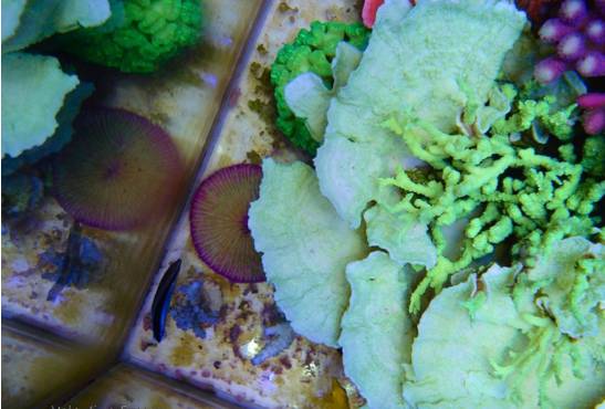 玩海缸需要哪些设备,玩海缸很难吗