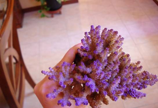 玩海缸需要哪些设备,玩海缸很难吗