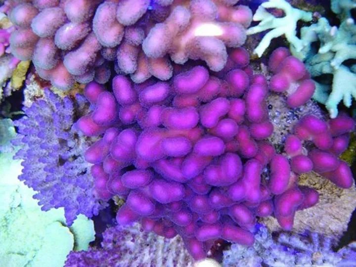 玩海缸需要哪些设备,玩海缸很难吗