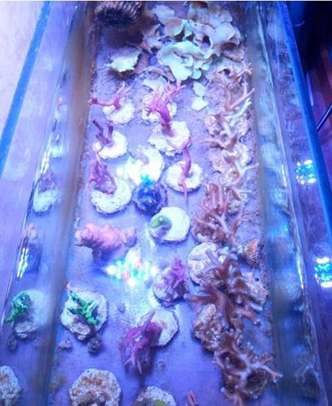 玩海缸需要哪些设备,玩海缸很难吗