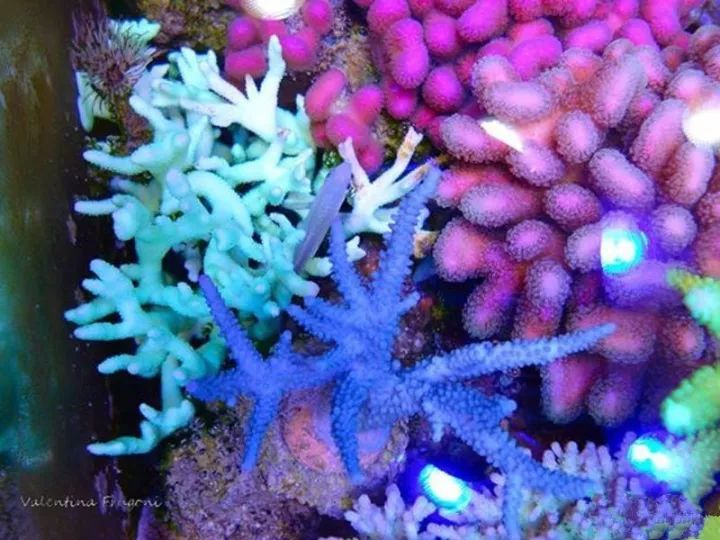 玩海缸需要哪些设备,玩海缸很难吗