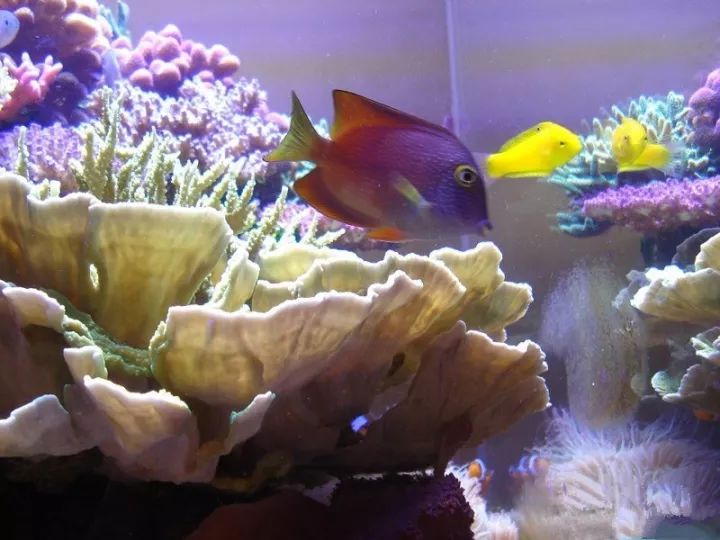 玩海缸需要哪些设备,玩海缸很难吗